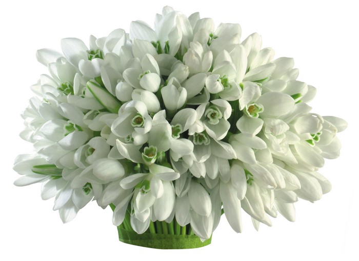 Bouquet of white snowdrops