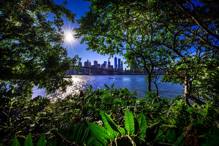 New York City Skyline and Brooklyn Bridge through Trees