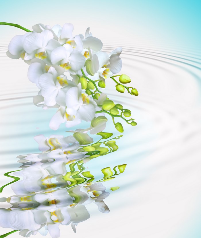 White orchids reflected in water with ripples