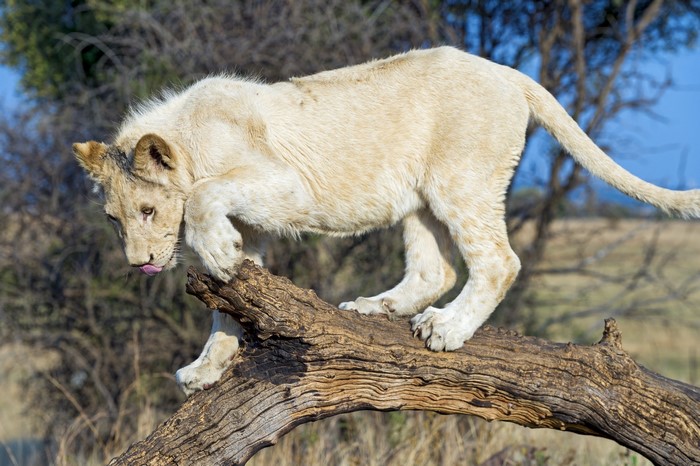 White lion cub on a fallen tree branch