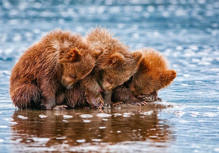 Three brown bear cubs huddled together in shallow water