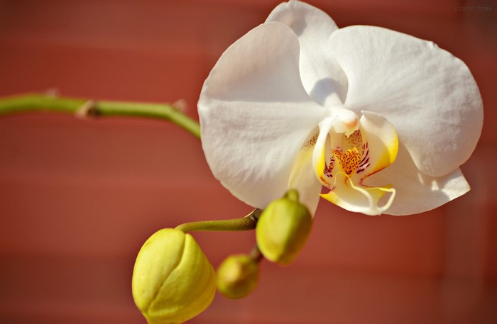 White Orchid with Buds
