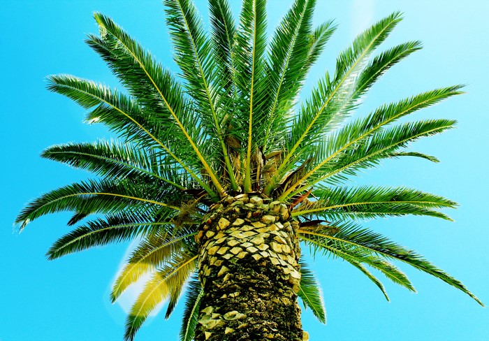 Palm tree trunk and foliage against blue sky