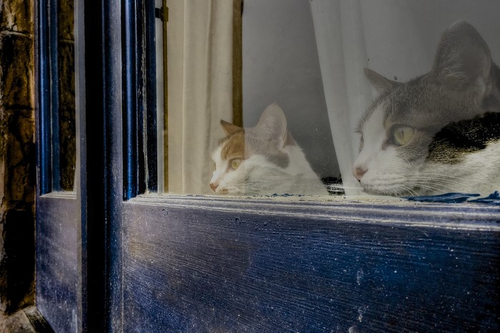 Two cats looking out a window