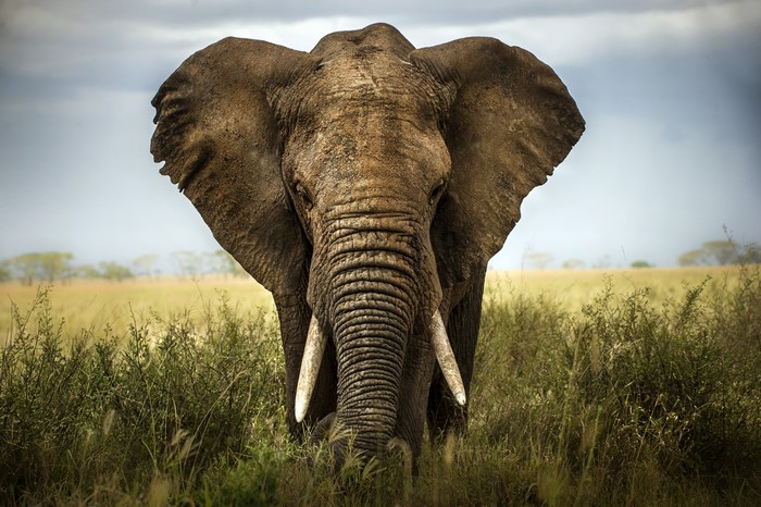 Elephant in a Savannah