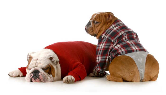 Two Bulldogs in Clothes on White Background