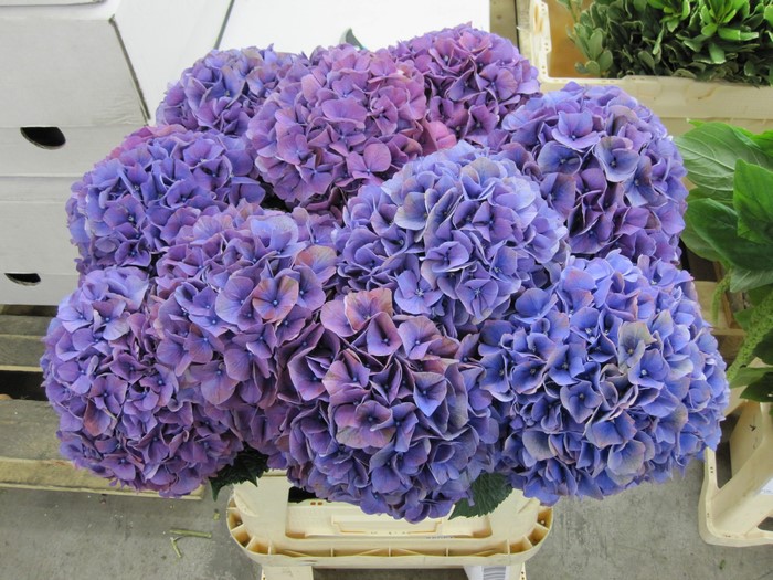 Violet Hydrangeas in a Crate