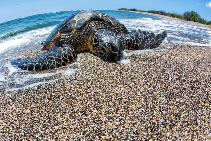 Sea turtle on a sandy beach with waves