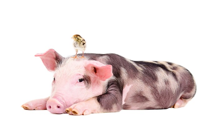 Pig and Chick on White Background