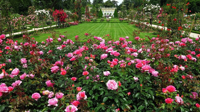 Bagatelle Rose Garden in Paris, France