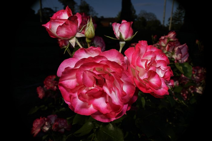 4K Roses Closeup with Flower Buds