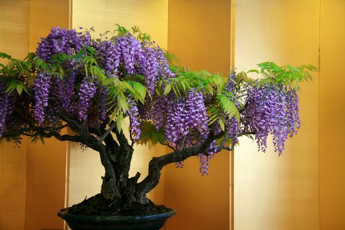 Bonsai Wisteria tree with purple flowers