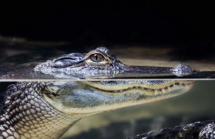 Alligator head and reflection in water