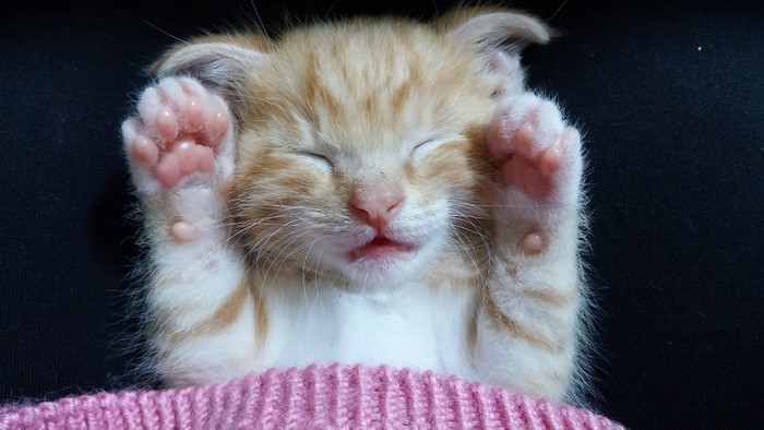 Orange tabby kitten sleeping with paws up