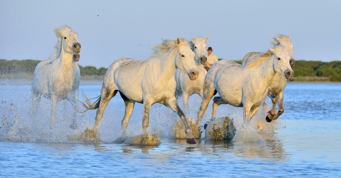 White horses running through water
