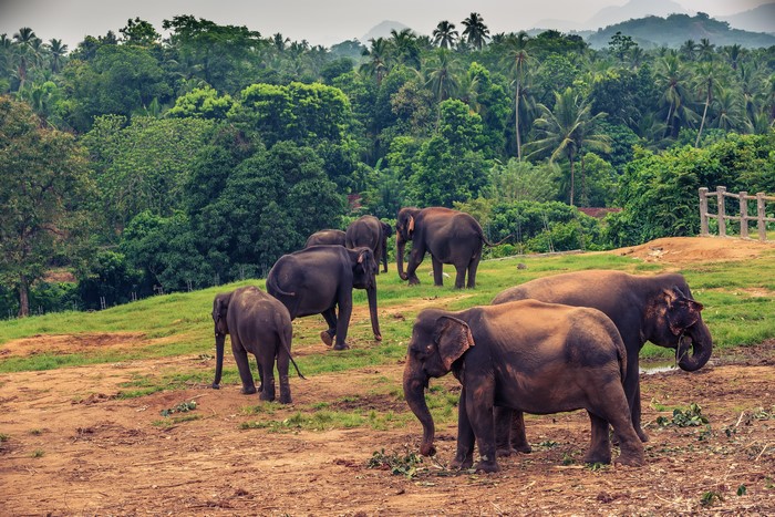 Elephants in Yala National Park, Sri Lanka