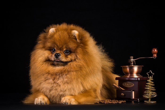 Pomeranian dog with coffee grinder and Christmas tree