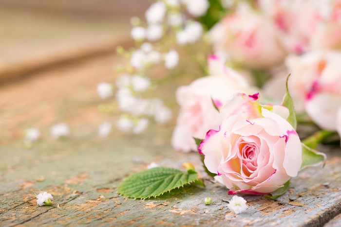 Pink roses on weathered wood planks