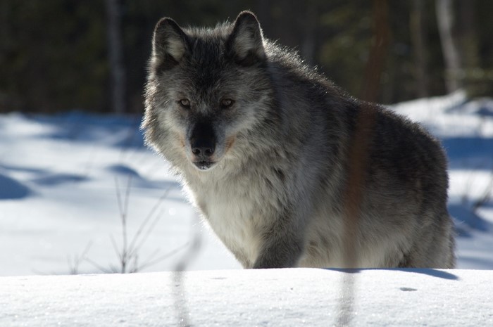 Wolf in the Snow