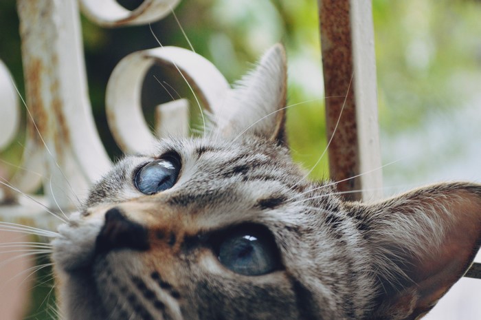 Macro closeup of a tabby cat's blue eyes