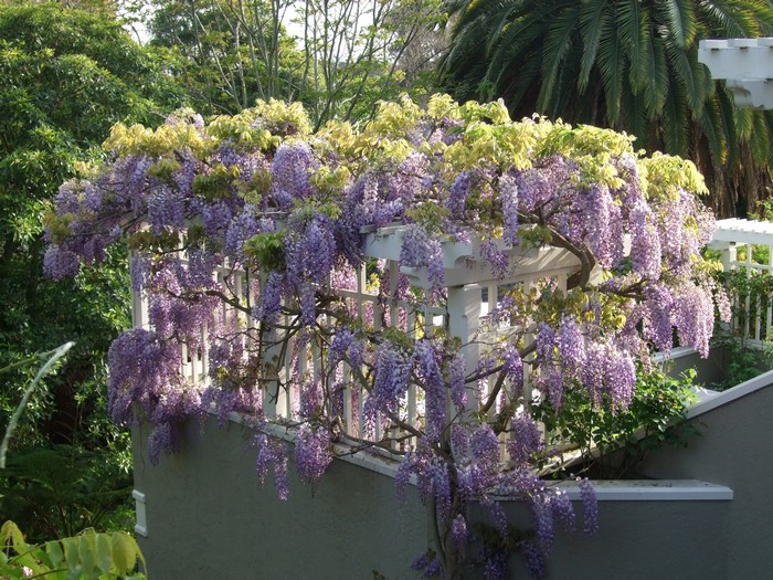Wisteria flowers cascading over a white pergola