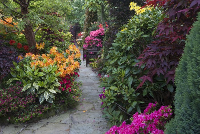Walsall Garden with Rhododendrons and Shrubs in England