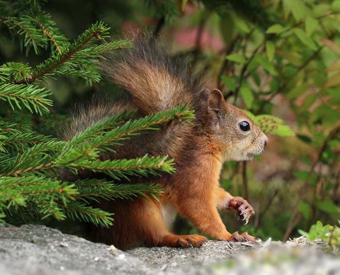 Squirrel on a rock near spruce branches