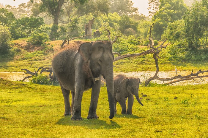 Two elephants and a cub in Yala National Park, Sri Lanka