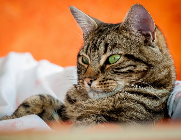 Tabby cat with green eyes