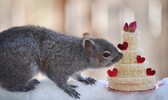 Squirrel inspects a small cake decorated with hearts