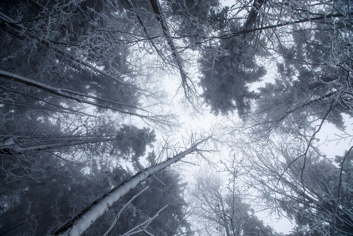Looking up through snow-covered trees in winter