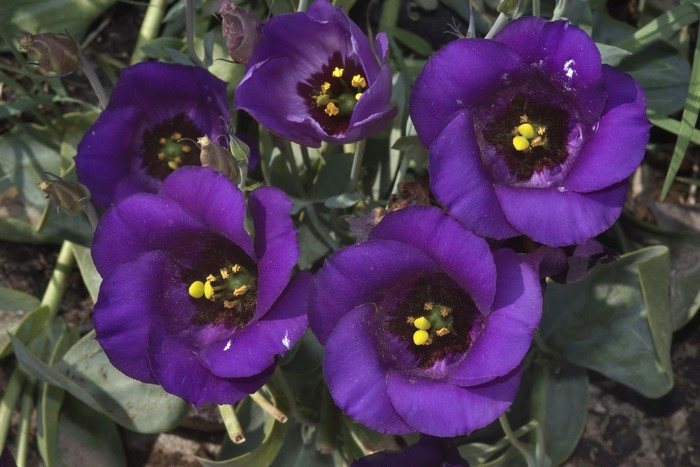 Purple Eustoma flowers with yellow stamens