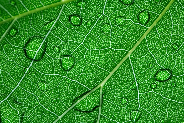Closeup of a green leaf with water drops