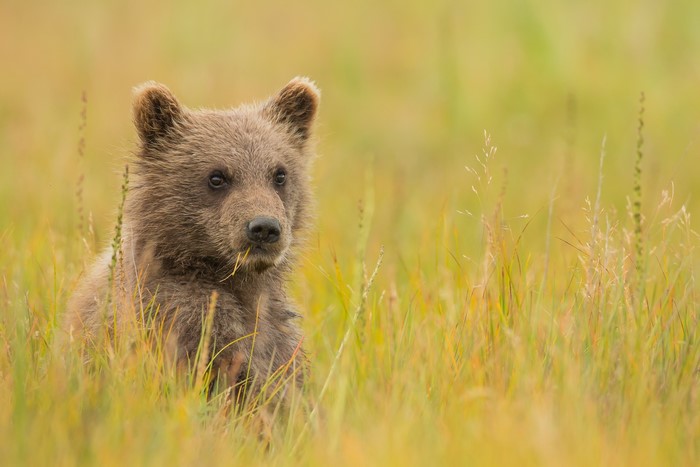 Brown bear cub sitting in tall grass