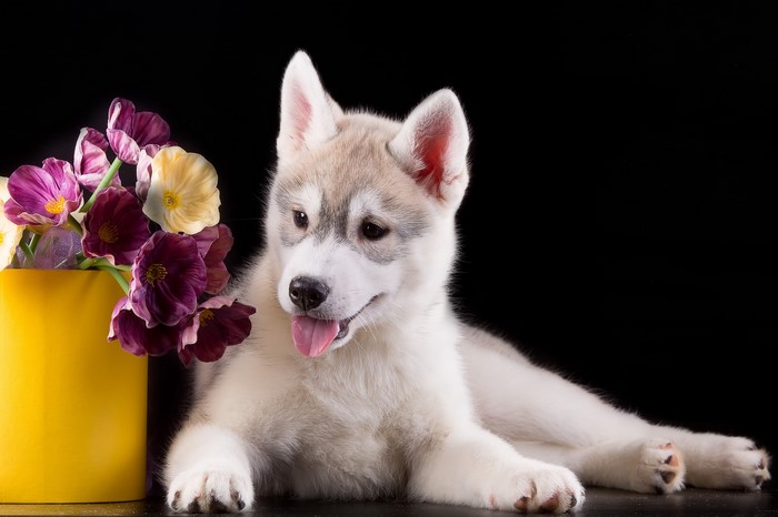 Husky puppy with tulips in a yellow vase