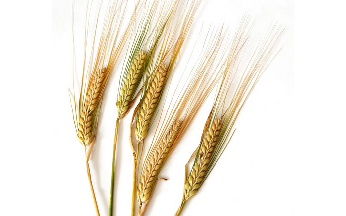 Close-up of wheat ears on a white background
