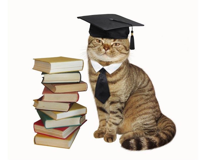 Cat wearing graduation cap and tie with stack of books