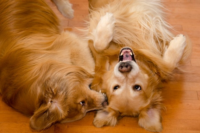 Two Golden Retrievers playing on the floor