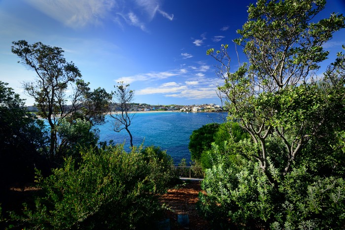 Sydney Australia Coastline with Trees and Ocean