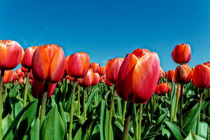Field of Red and Orange Tulips Under a Blue Sky