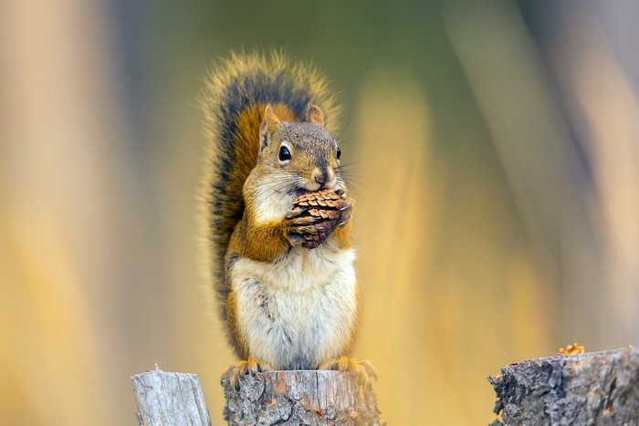Squirrel eating a pine cone on a tree stump