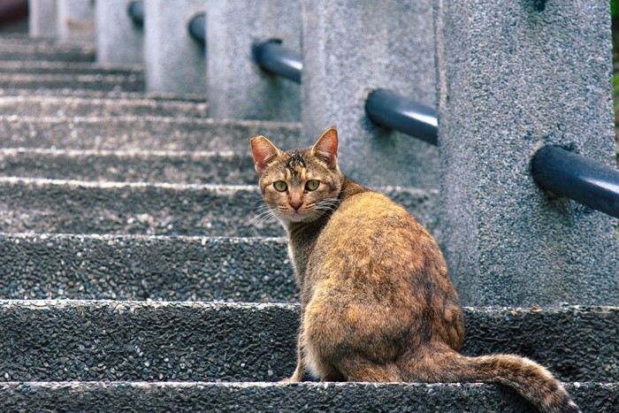 Cat sitting on stone stairs