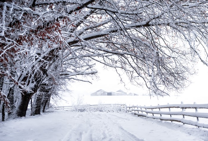 4K Snow Covered Trees and Fence in Winter