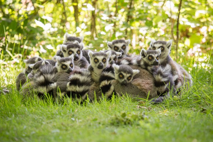 A group of ring-tailed lemurs on grass
