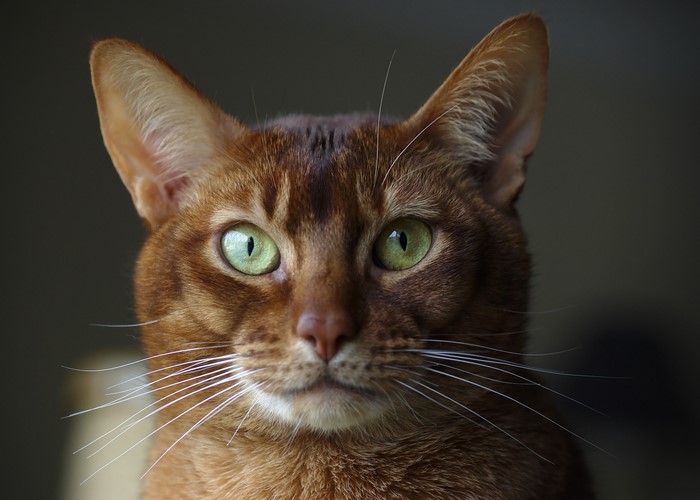 Abyssinian cat closeup