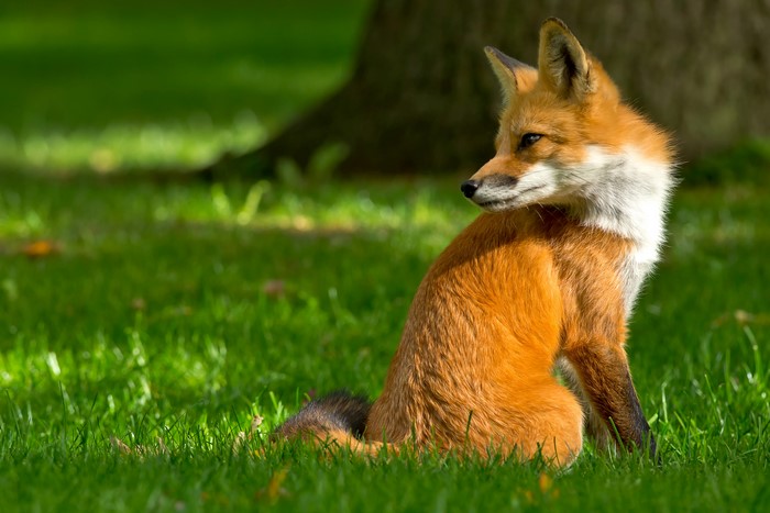 Red Fox Sitting in Grass