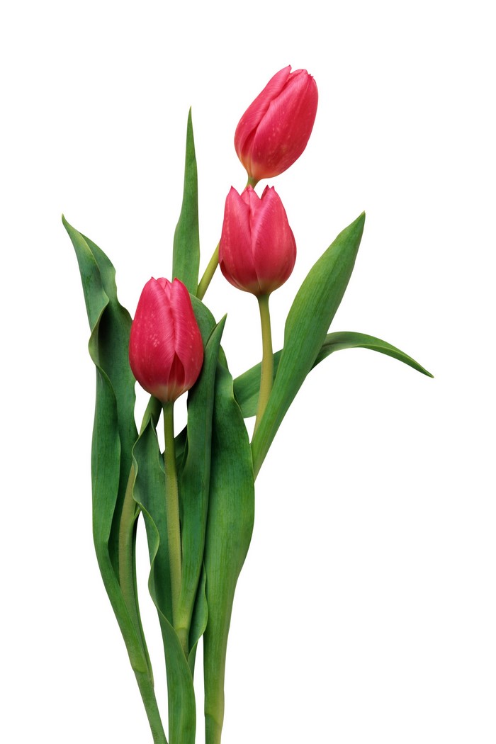 Three red tulips with green leaves on white background