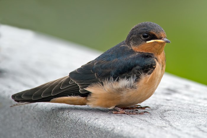 Barn Swallow bird perched on a ledge