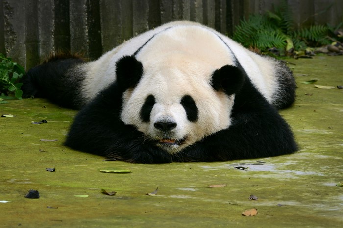 Giant Panda lying on the ground