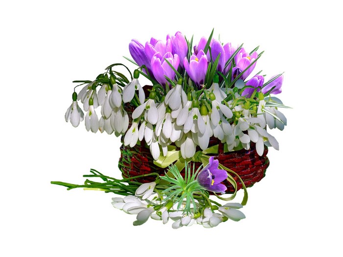 Basket of Snowdrops and Crocuses